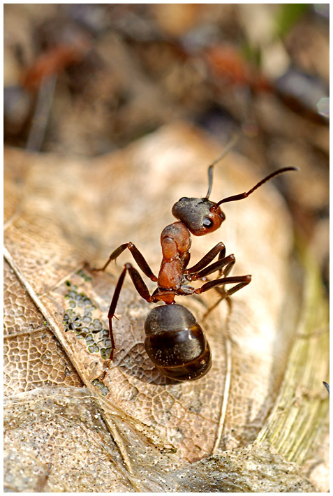 Mrówka rudnica